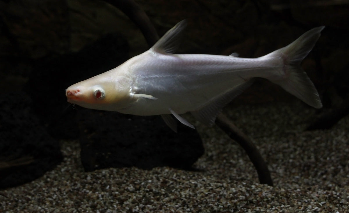 Pangasius sutchi hot sale