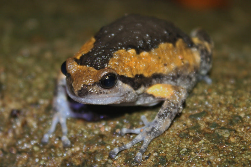 Kaloula pulchra Indische stierenkikker