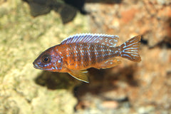 Aulonocara jacobfreibergi eureka-red