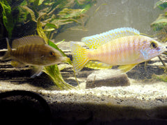 Aulonocara hueseri