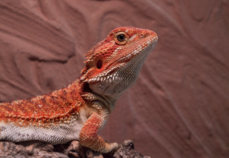 Pogona vitticeps 'Super Red' Baardagaam