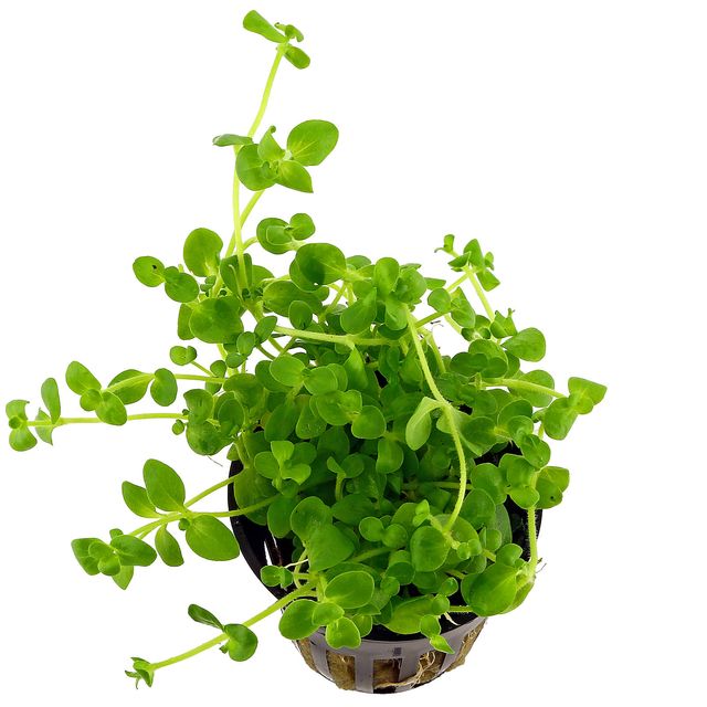 Bacopa Australis