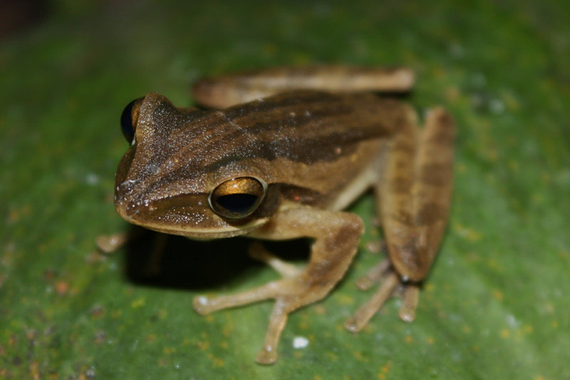 Polypedates leucomystax