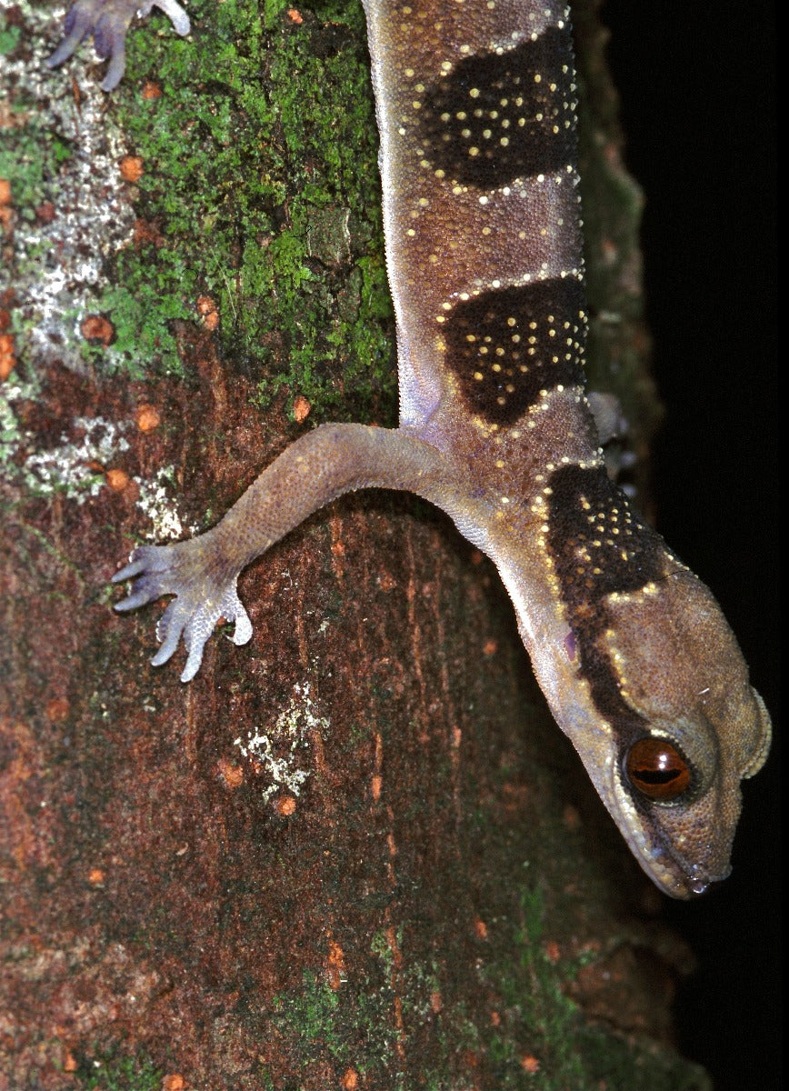 Hemidactylus fasciatus