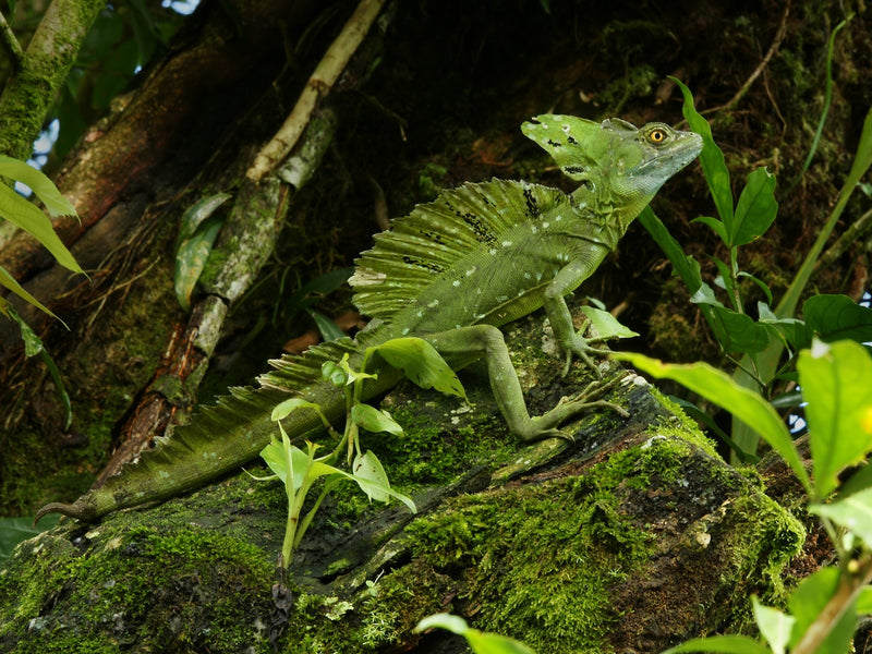 Basilscus Plumifrons Groene Basilisk  (maat S)