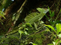 Basilscus Plumifrons Groene Basilisk