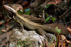Basiliscus Vittatus