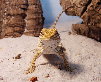 Pogona vitticeps baby baardagaam