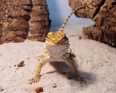 Pogona Vitticeps Baby Baardagaam