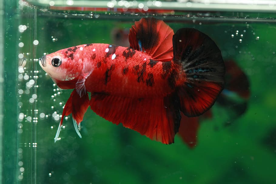 Betta Splendens Koi Man Plakkat