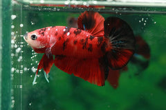 Betta Splendens Koi Man Plakkat