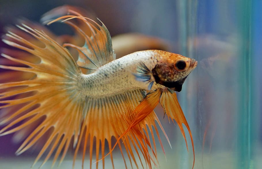 Betta Splendens crowntail man mixed colors