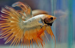 Betta Splendens crowntail man mixed colors