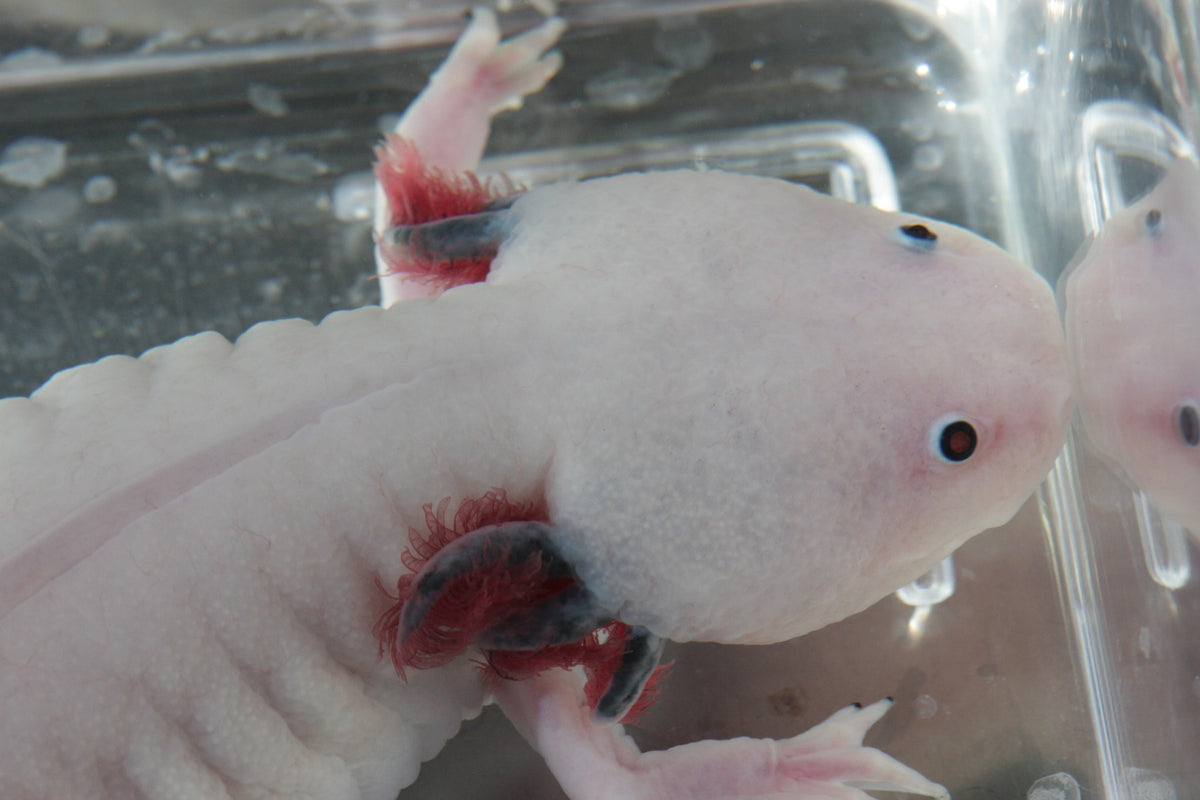Axolotl Grijs-koper Melanisme