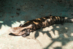 Tiliqua gigas