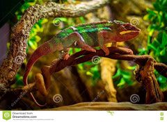 Furcifer pardalis "Ambilobe Blue Bar"
