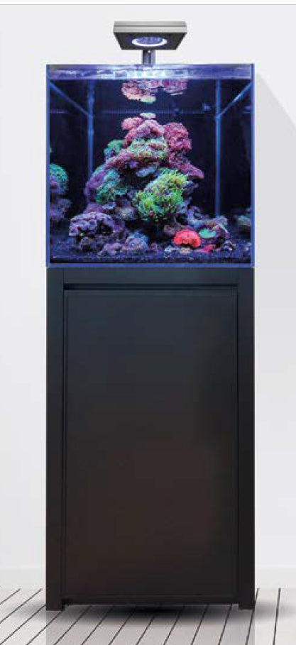 reef 125 new model