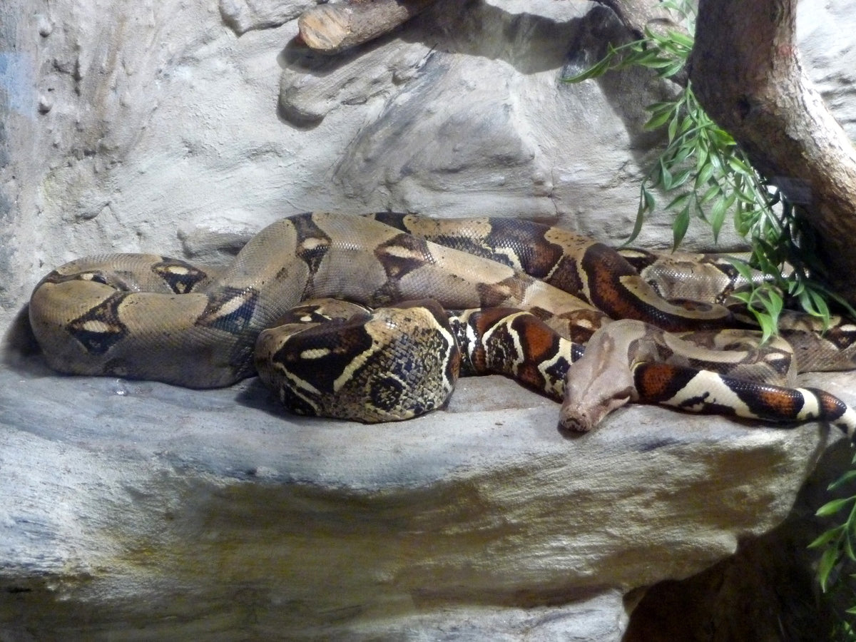 Boa's & Grote slangen
