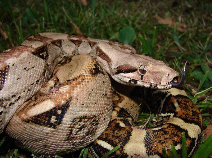Boa Constrictor Imperator  mix colours