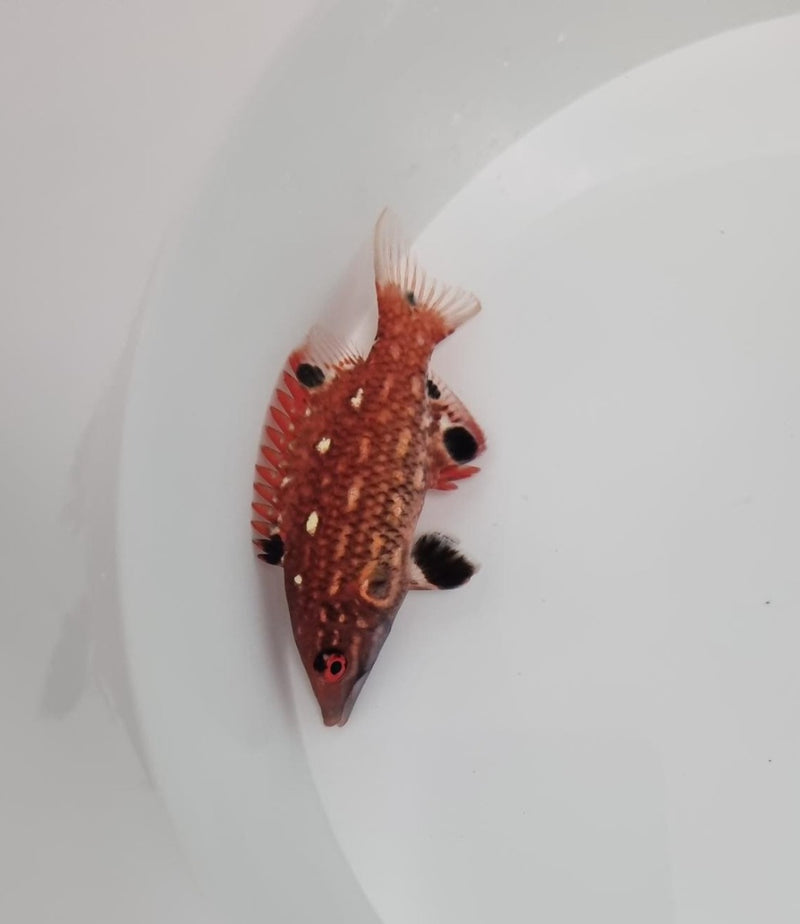 Bodianus dictynna