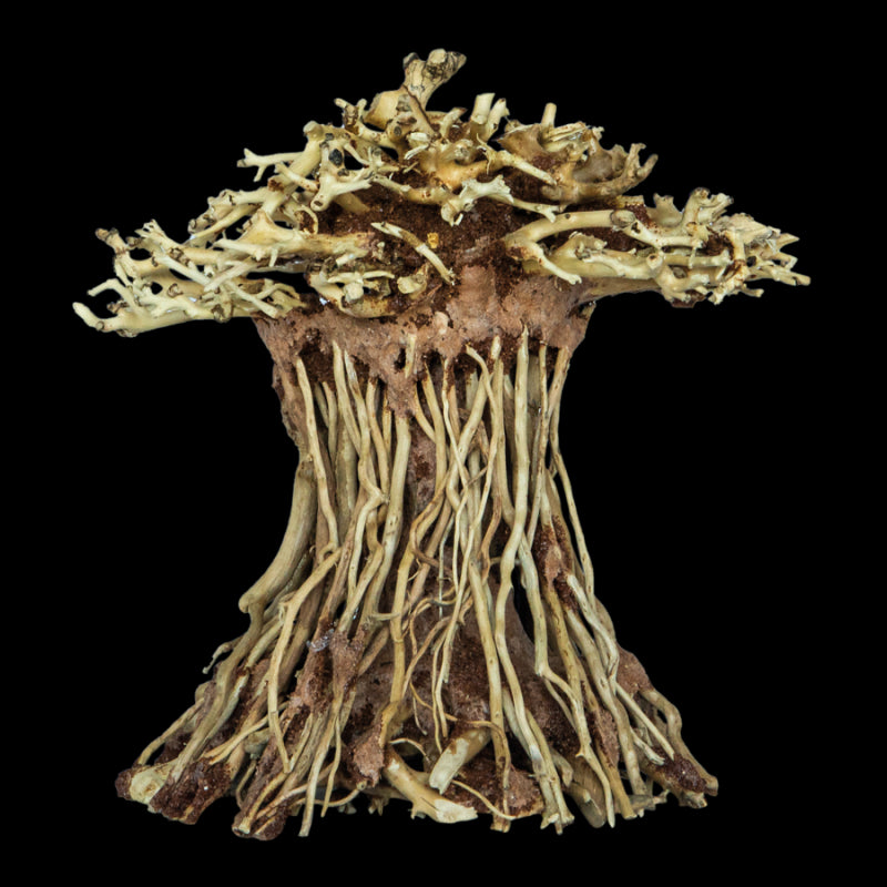 SuperFish Bonsai Mushroom Medium