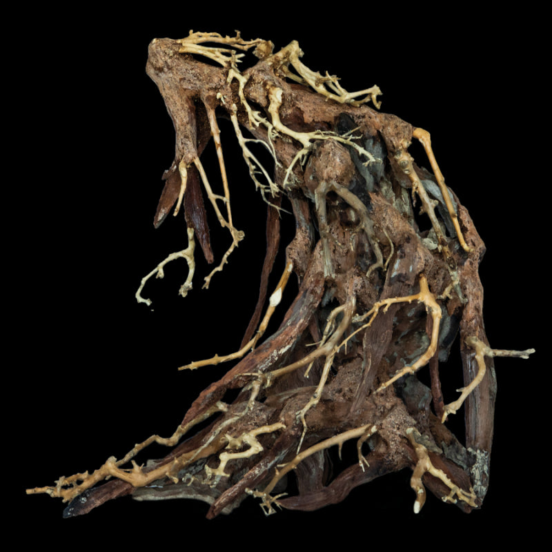Bonsai Root Large