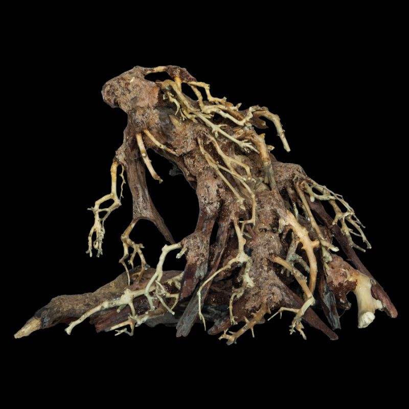 Bonsai Root Small