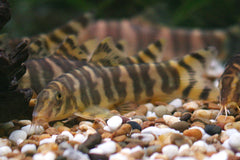 Botia Emperor