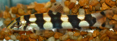 Botia histrionica