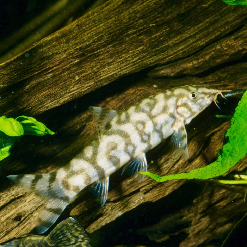Botia lohachata