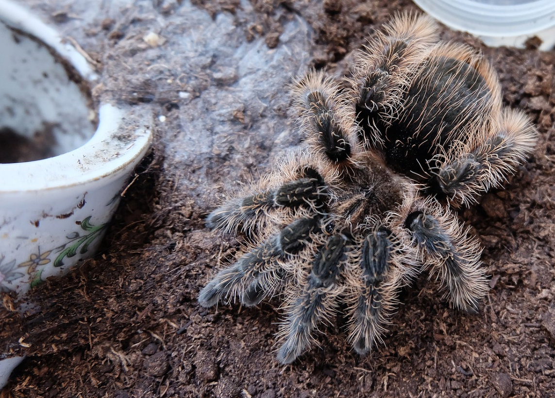 Brachypelma Albospilosum Krulhaar Vogelspin 29 95 Heevis nl brachypelma-albospilosum-krulhaar-vogelspin-29-95-heevis-nl
