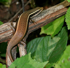 Mabuya macularia