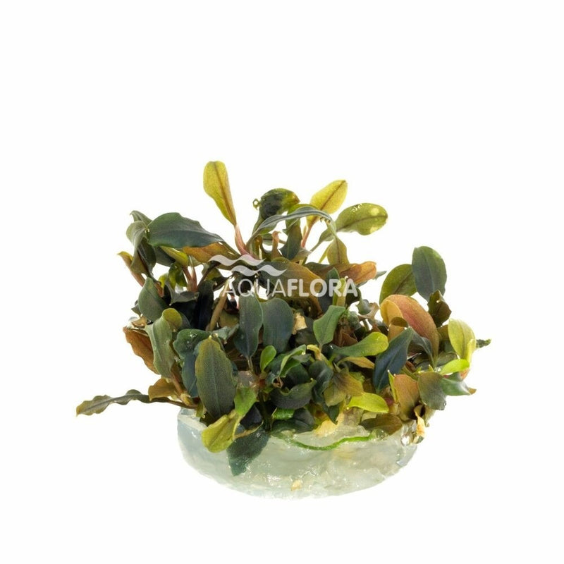 Bucephalandra 'deep Purple' - In Vitro Cup