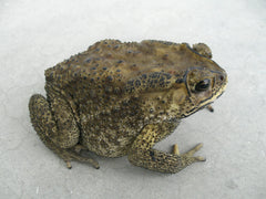 Bufo Melanostictus