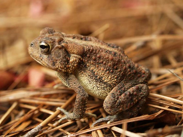 Bufo Terrestris