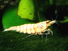 Caridina White Bee Garnaal