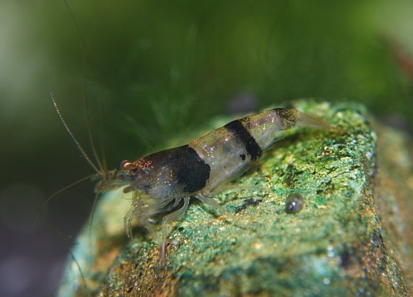 Caridina Breviata - Hommelgarnaal