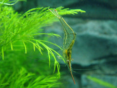 Caridina Gracilirostris - Pinokkio Garnaal