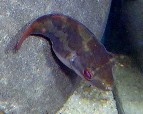 Carinotetraodon irrubesco (Roodstaart Kamkogelvis Indonesië)