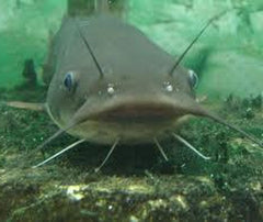 Bagarius Yarrelli S Giant Devil Catfish