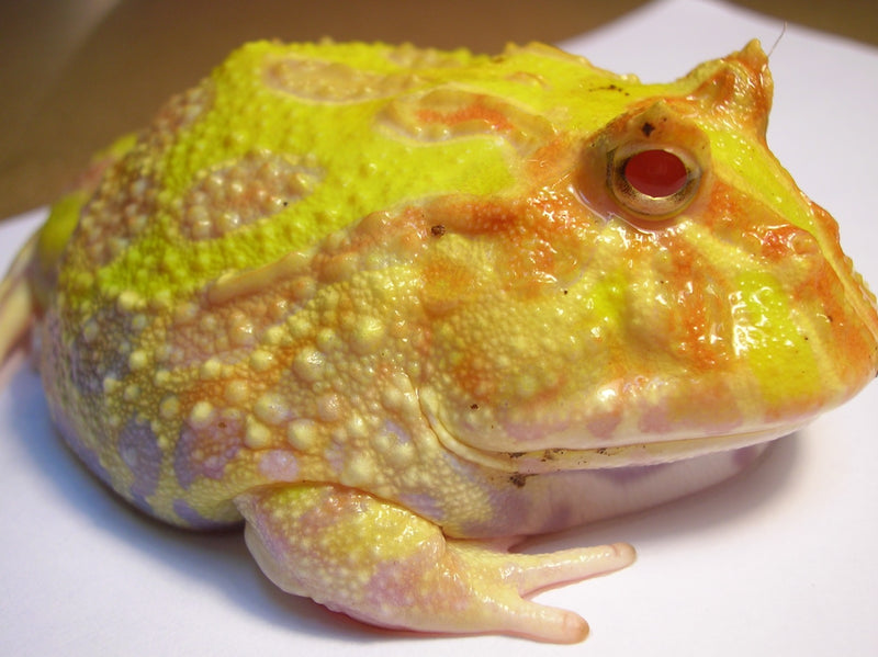 Ceratophrys cranwelli Albino Argentijnse Hoornkikker