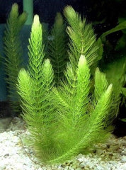 Ceratophyllum Demersum Tropisch Hoornblad