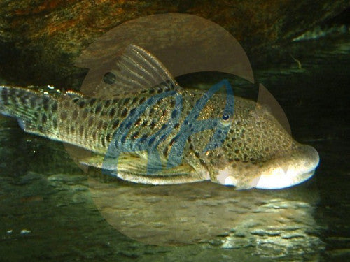 Chaetostoma Thomasi (L187b)