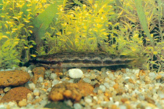 Channa lucius (Woud slangekopvis)