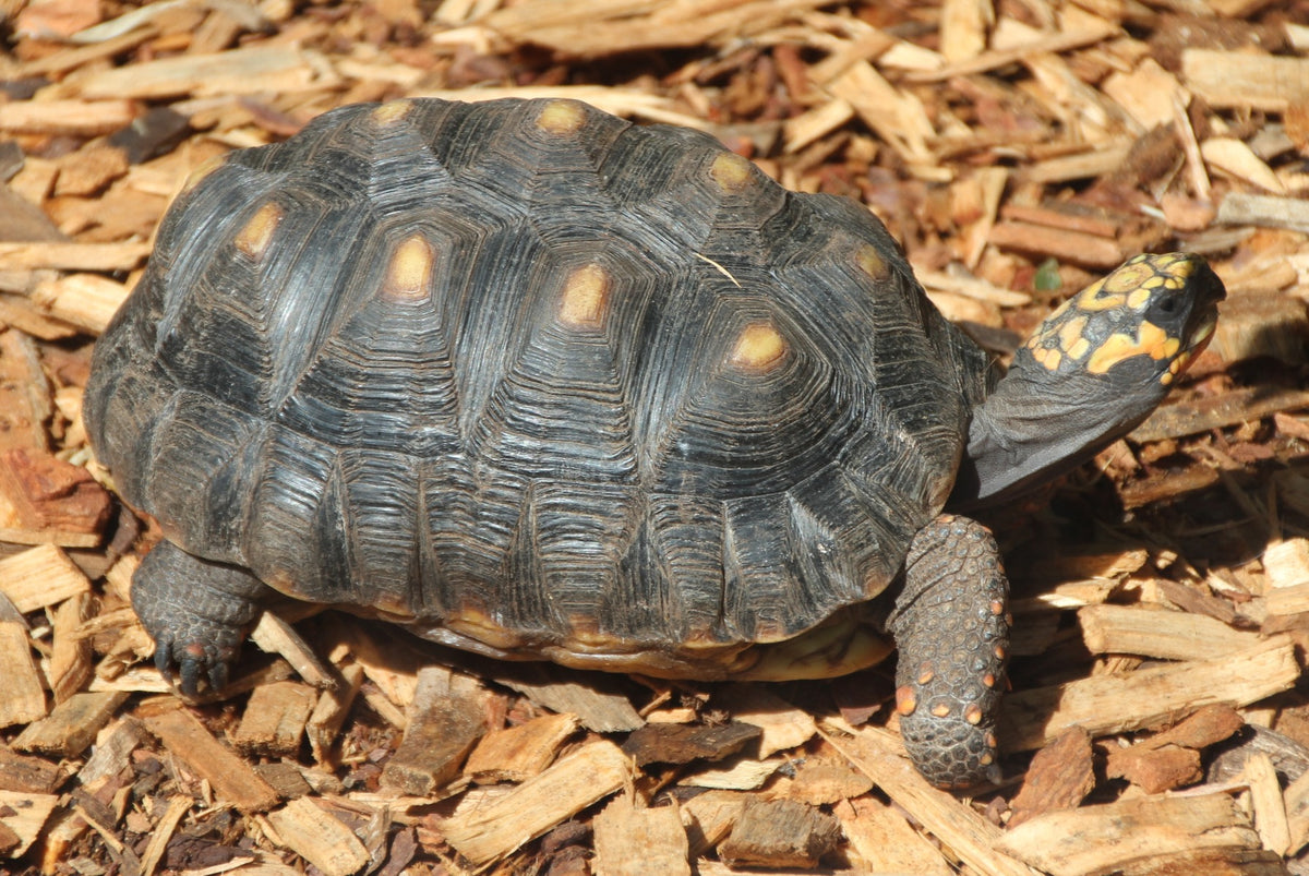Chelonoidis carbonaria