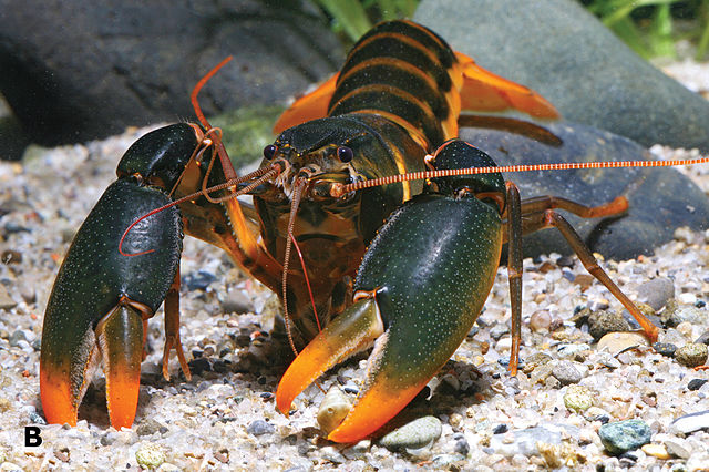 Cherax Papuanus Zebra