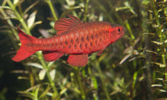 Puntius Titteya - Cherrybarbeel