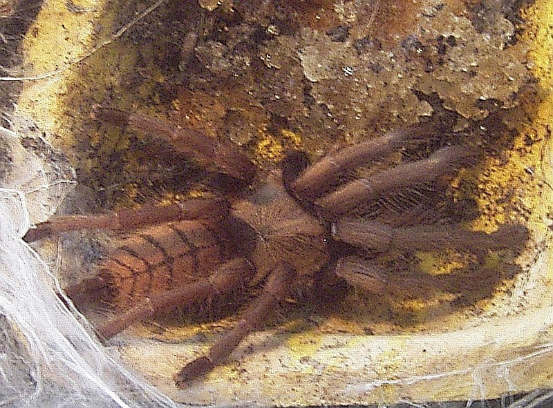 Chilobrachys fimbriatus Gestreepte dwergvogelspin