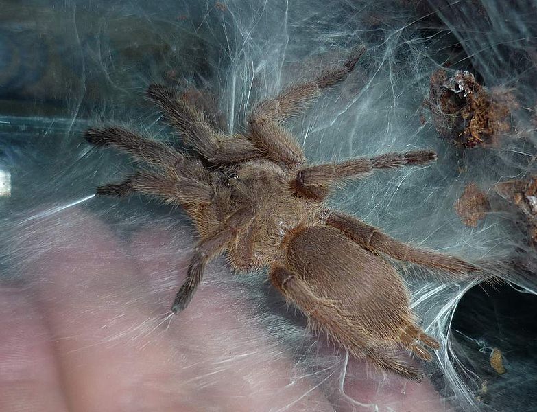 Chilobrachys huahini Rood bruine Thaise vogelspin