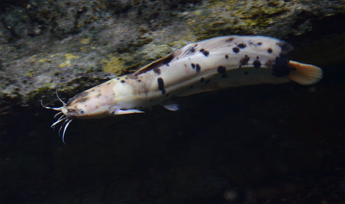 Clarias Batrachus